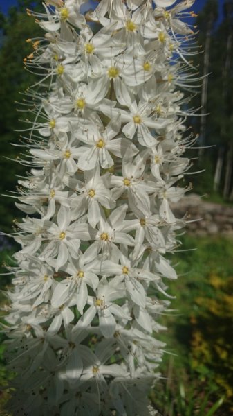 Eremurus  himalaicus Himaalaja rohtlaliilia