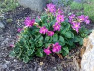 Incarvillea mairei Suureõieline inkarvillea