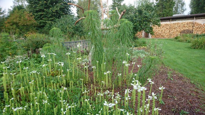 Helianthus salicifolius Hiid-päevalill