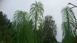 Helianthus salicifolius Hiid-päevalill