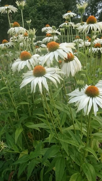 Echinacea purpurea var Punase siilkübara varieteet