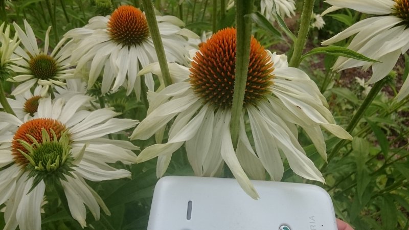 Echinacea purpurea var Punase siilkübara varieteet