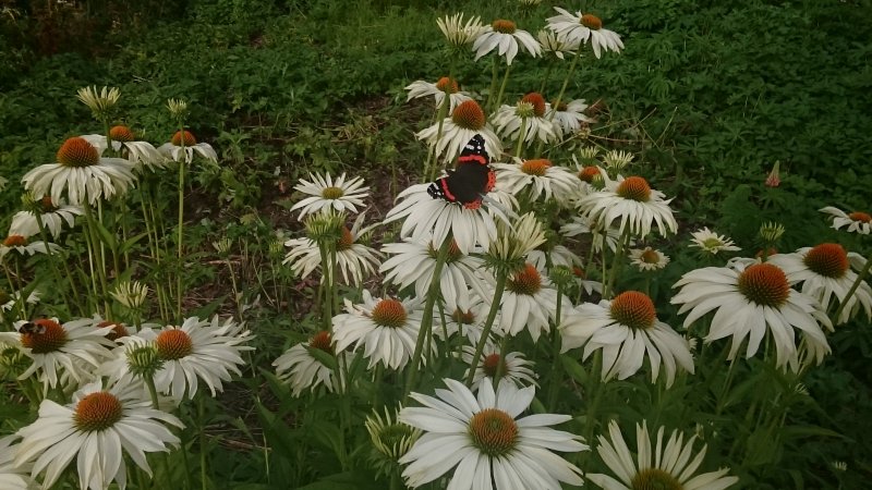 Echinacea purpurea var