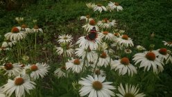 Echinacea purpurea var Punase siilkübara varieteet