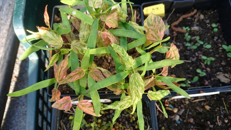 Acer pseudoplatanus 'Leopoldii' mägivaher