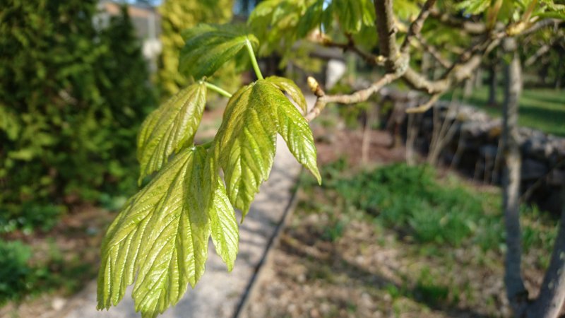 Acer pseudoplatanus 'Leopoldii' mägivaher