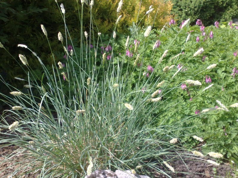 Sesleria nitida