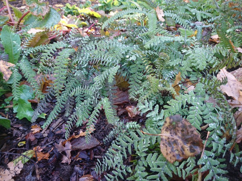 Adiantum pedatum 'Imbricatum' Varvas-adiantum