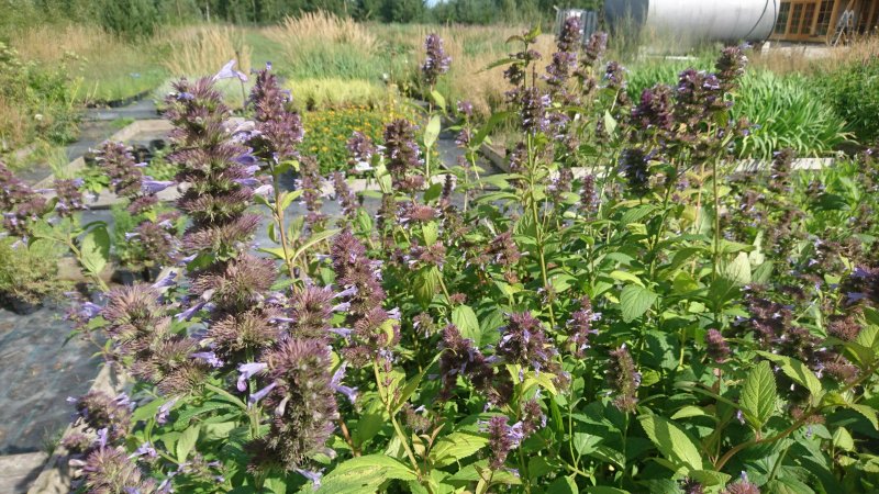 Nepeta manchuriensis 'Manchu Blue’