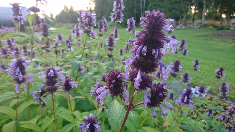 Nepeta manchuriensis 'Manchu Blue’