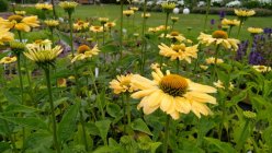 Echinacea 'Aloha' Siilkübar