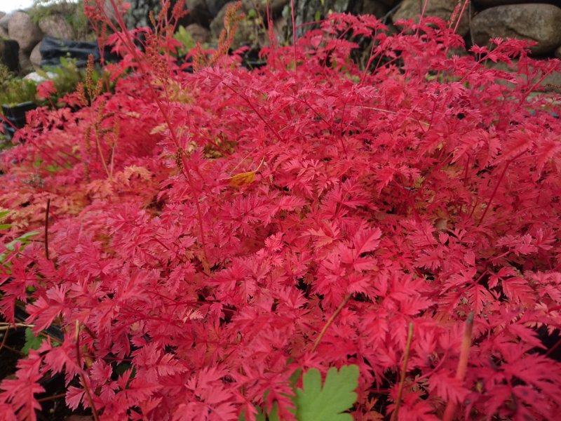 Aruncus aethusifolius 'Filigran' Волжанка петрушколистная