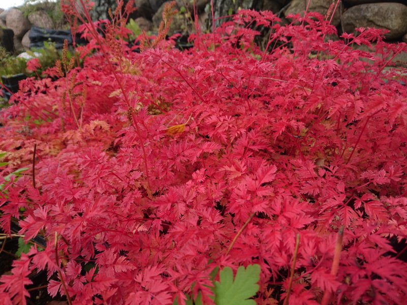 Aruncus aethusifolius 'Filigran' Pikkutöyhtöangervo